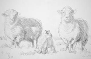 Sheep Sketches